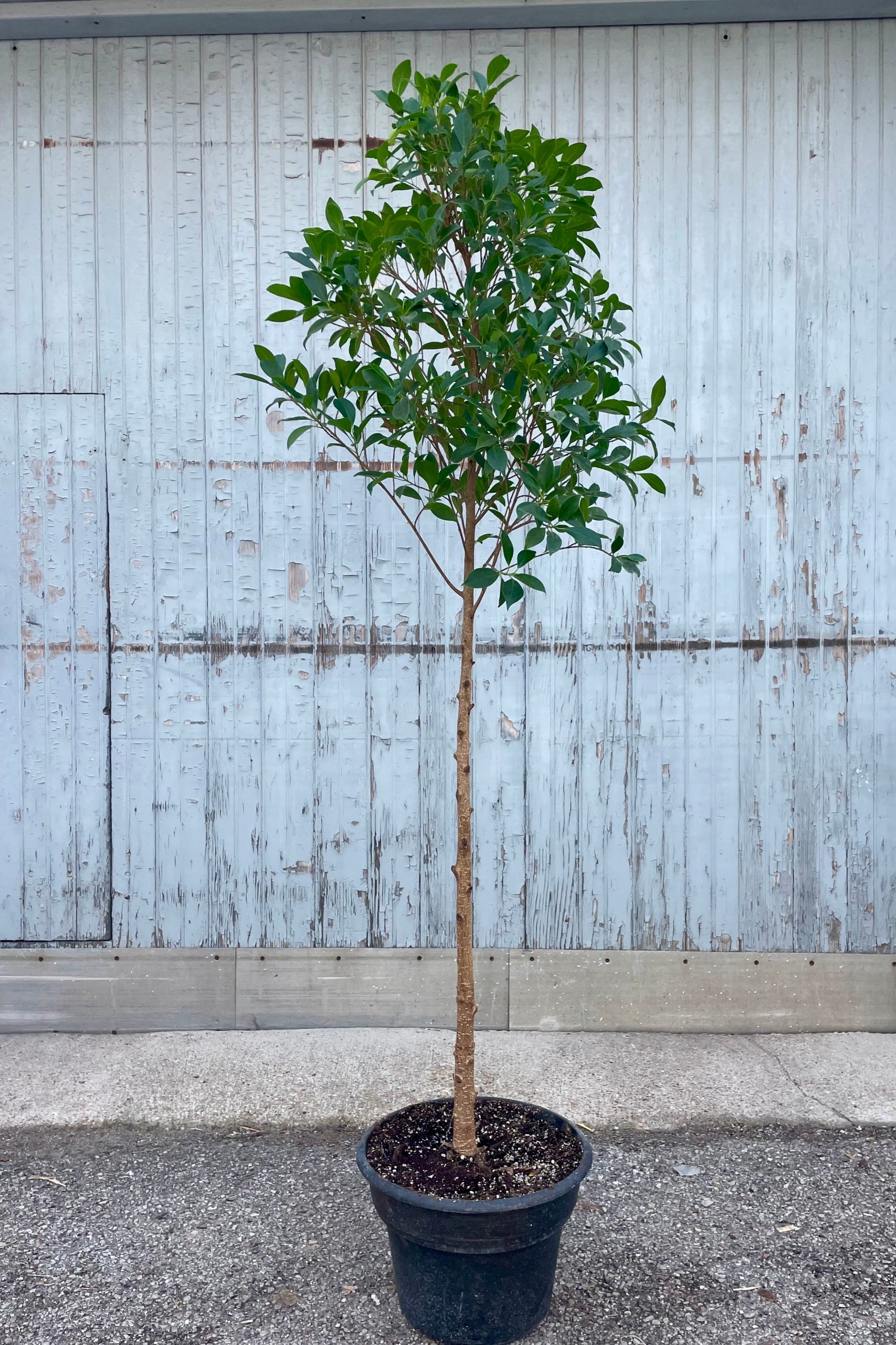 Photo of a tree in a black pot in front of a gray wall. The tree is Ficus retusa with a trunk and arbor of small green leaves above.