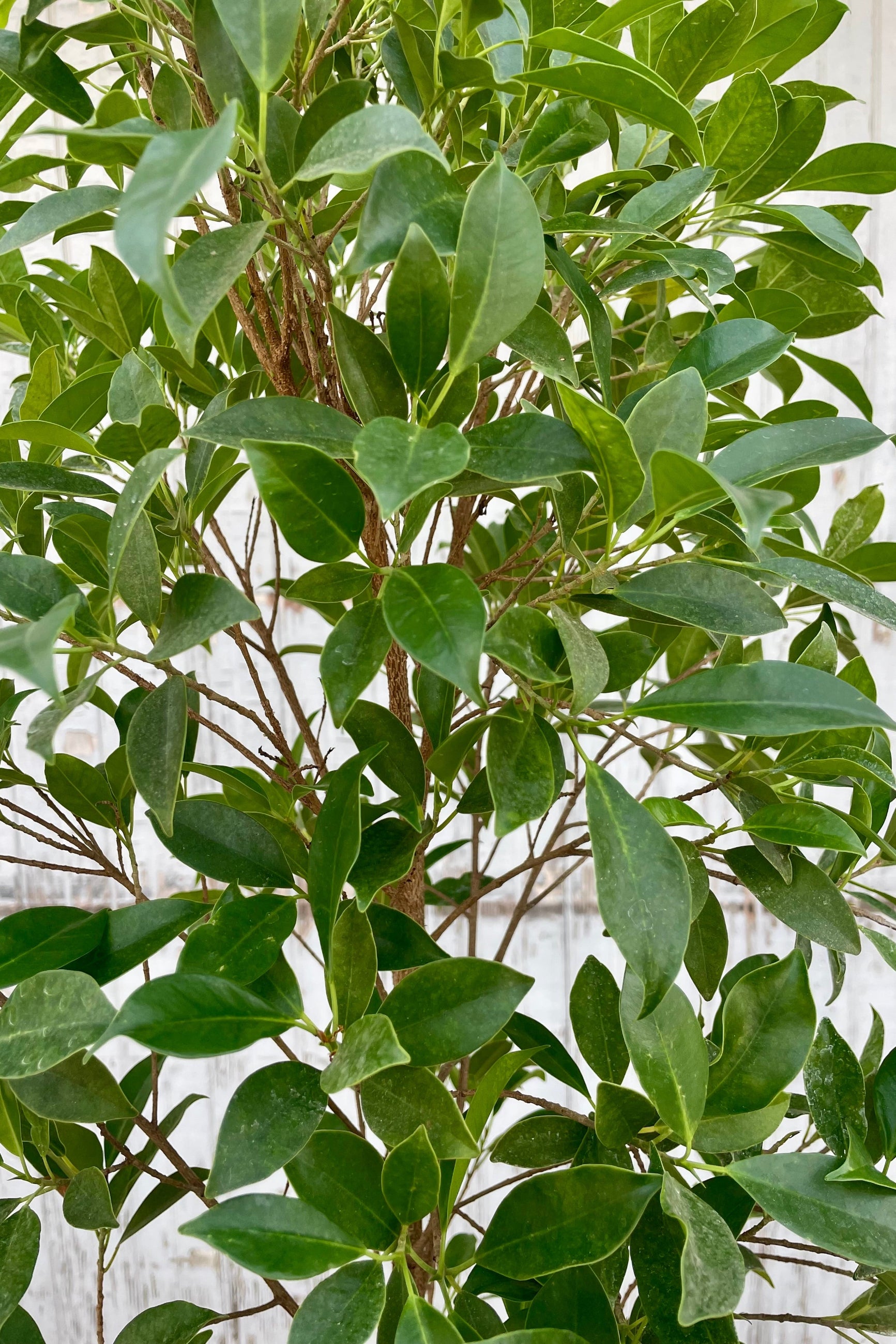 Close photo of the small green leaves of Ficus retusa in front of a gray wall.