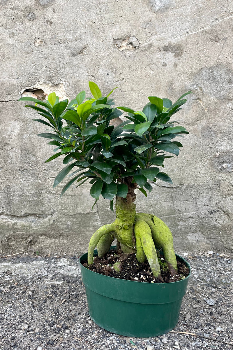 Photo of Ficus retusa with exposed roots and round green leaves in a green pot against a cement background.