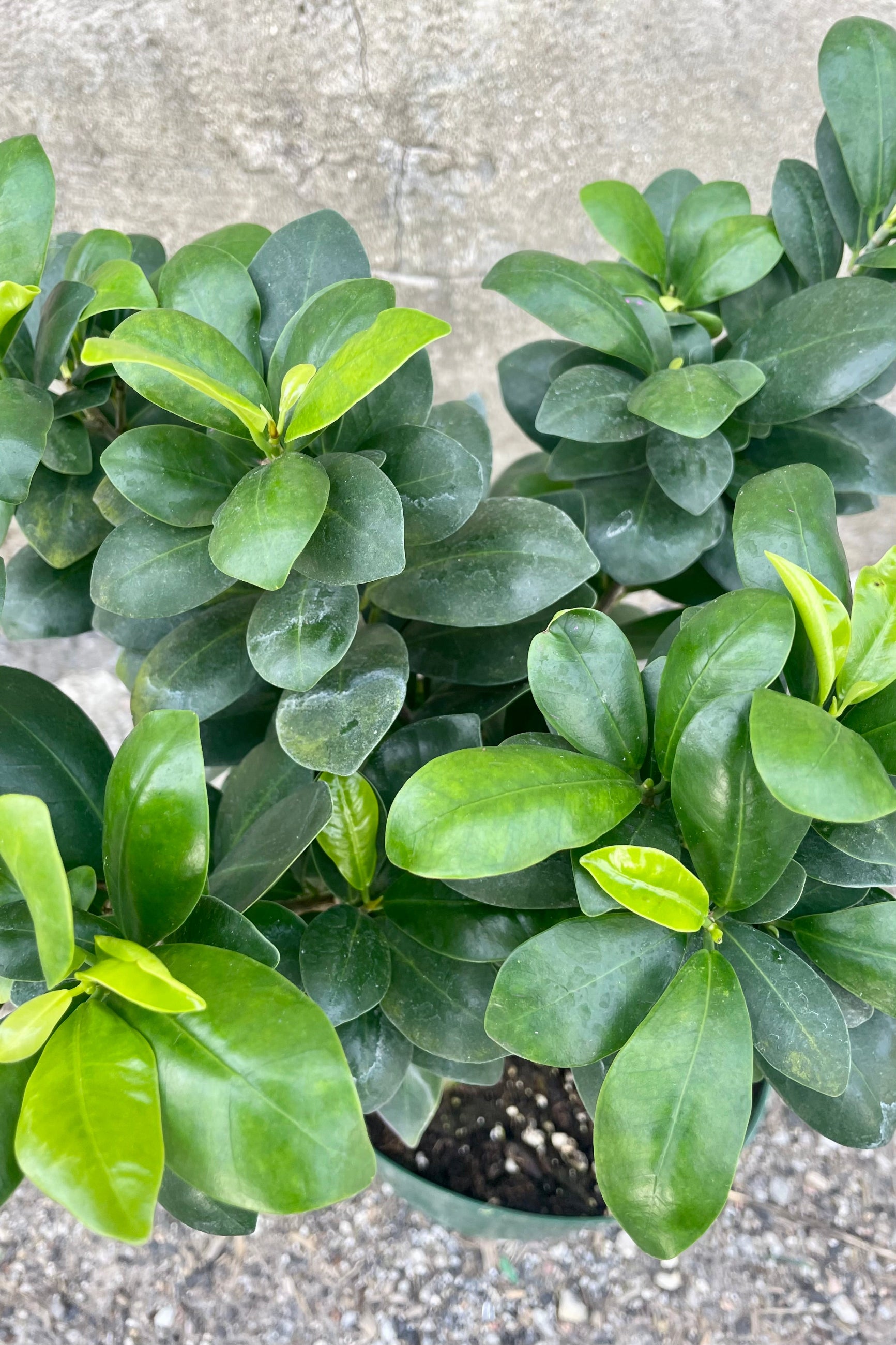 Photo of Ficus retusa with exposed roots and round green leaves in a green pot against a cement background. ©Sprout Home