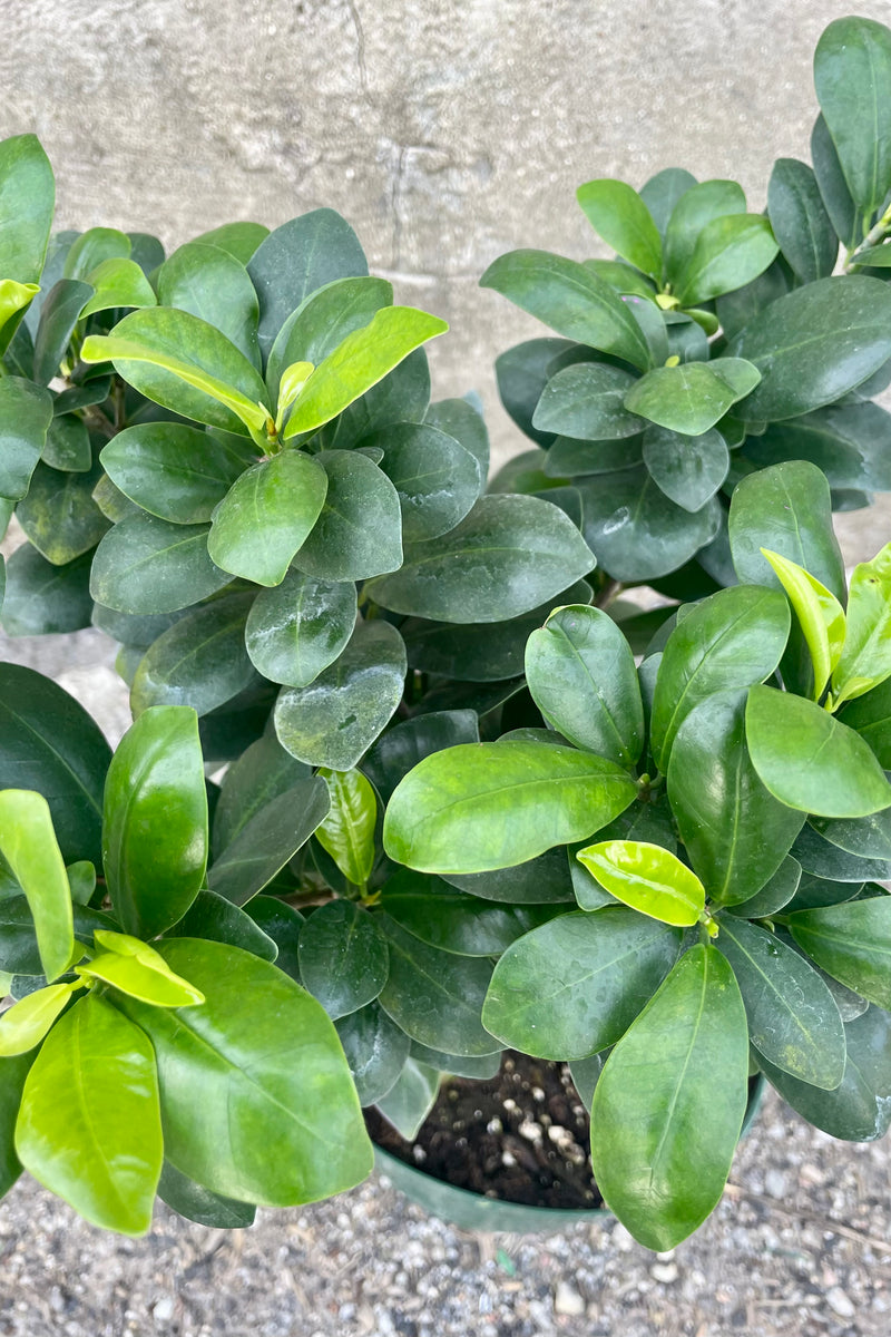 Photo of Ficus retusa with exposed roots and round green leaves in a green pot against a cement background.
