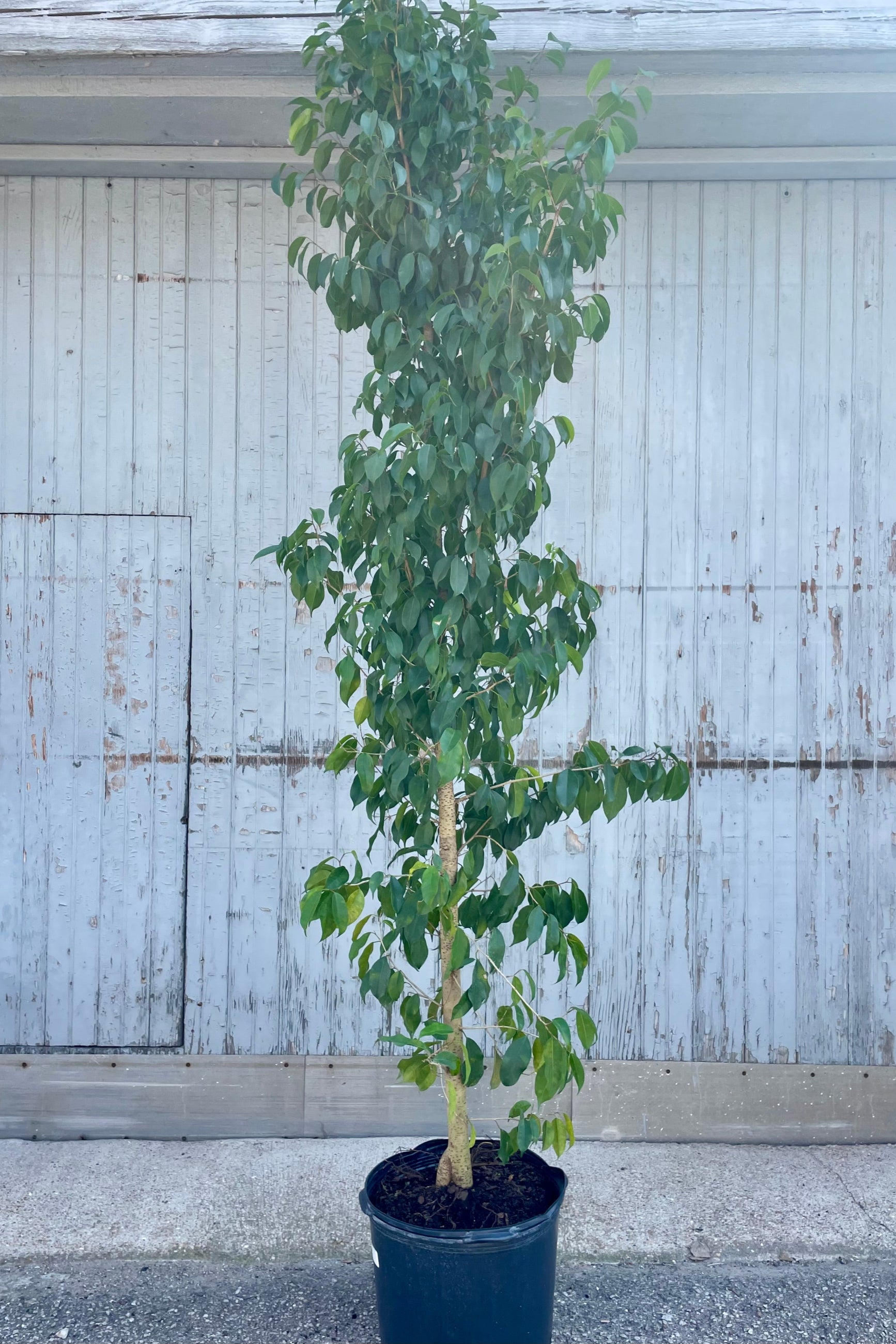 Photo of a tall narrow potted tree in front of a wooden wall. Ficus benjamina 'Spire' ©Sprout Home
