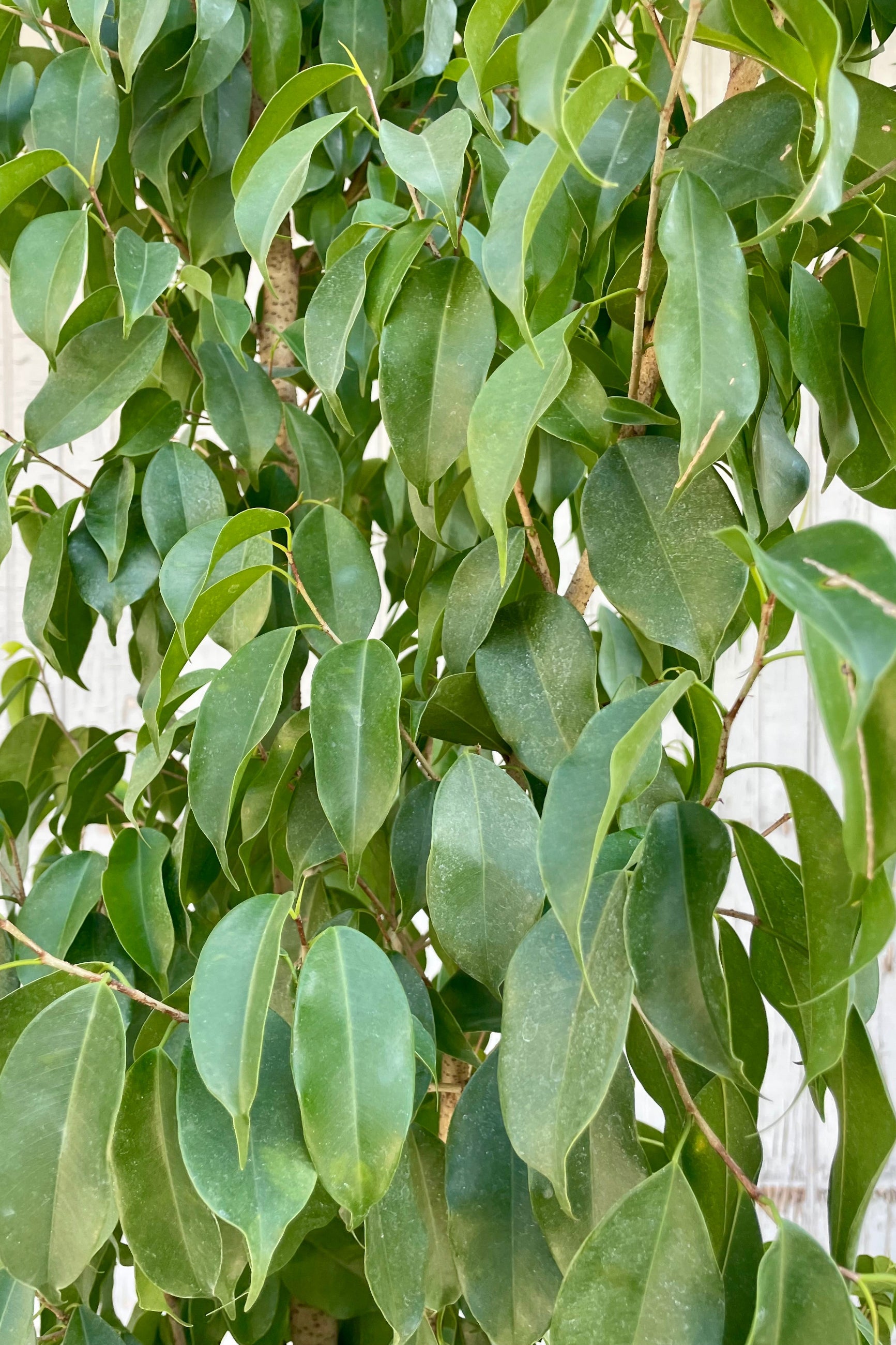 Close-up of a green leafy plant with a blurred white background ©Sprout Home
