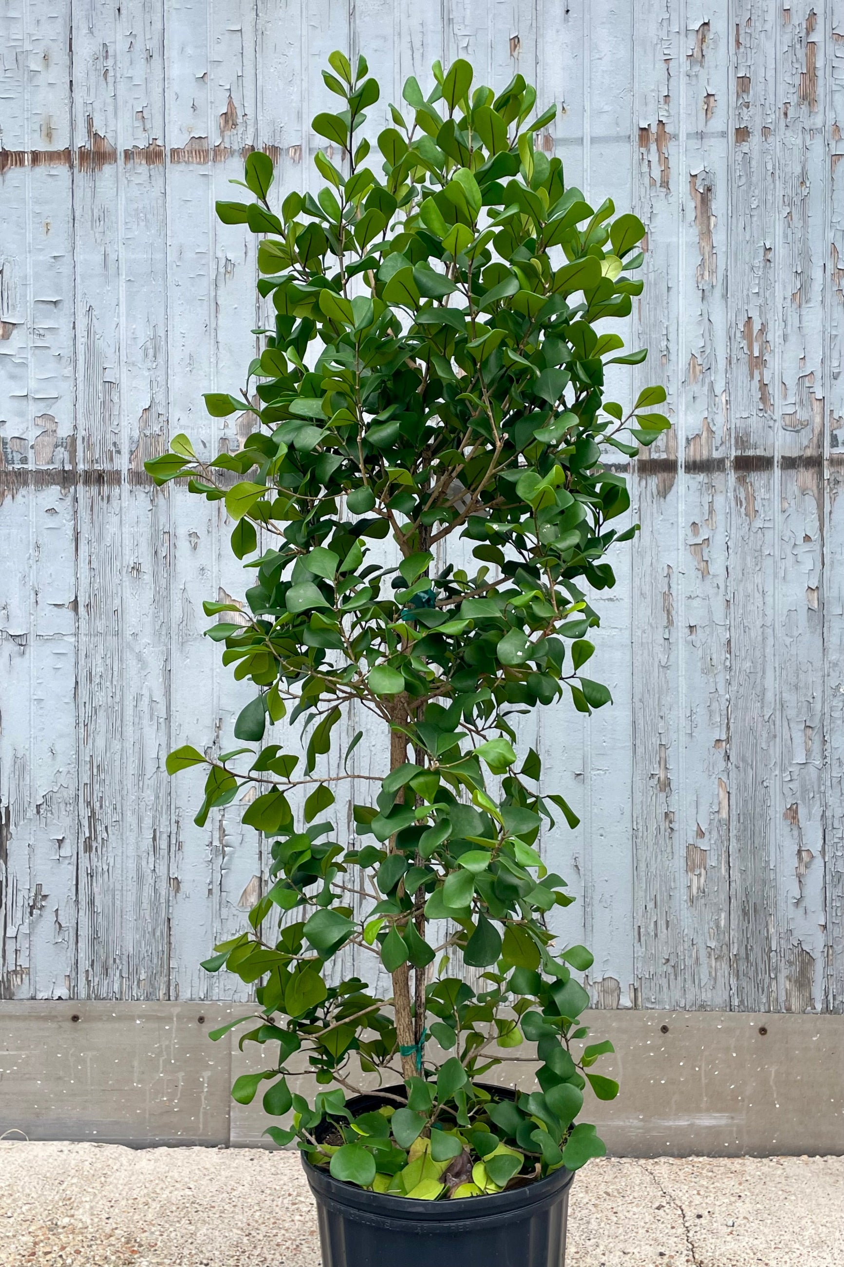 A potted Ficus triangularis in front of a weathered gray wall ©Sprout Home