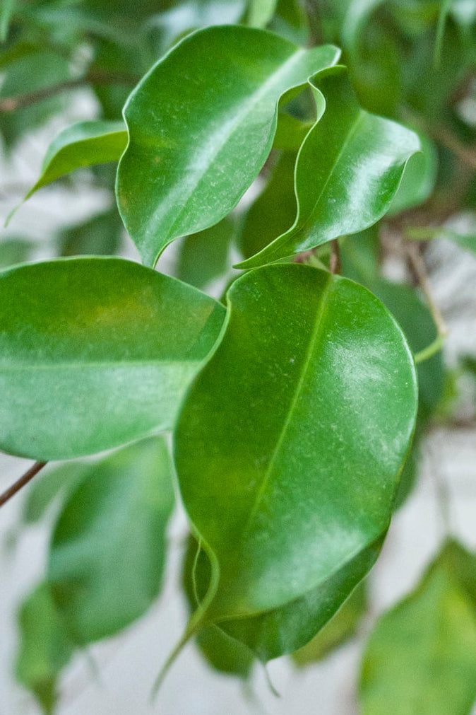 Close-up of Benjamina Ficus green leaves with a blurred background ©Sprout Home