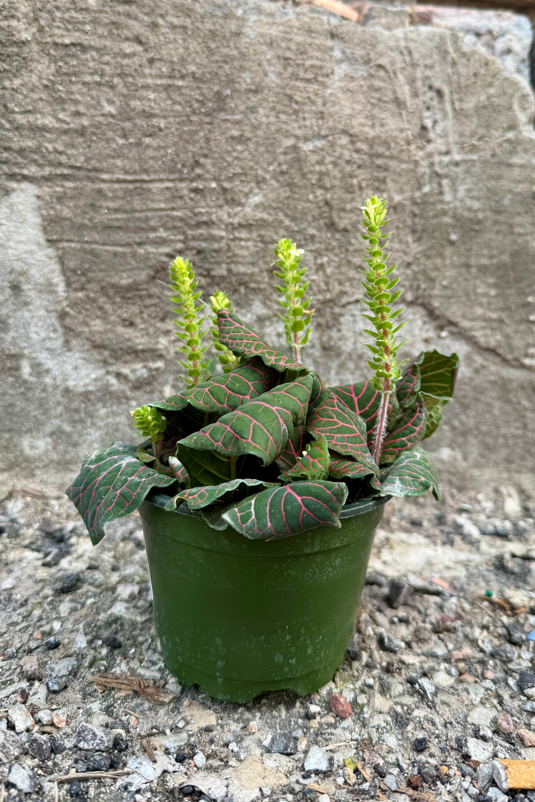 A potted ornamental Fittonia albivenis red 4" plant with dark green leaves featuring red and pink veining, growing in a dark green plastic nursery pot on gravel against a concrete wall and just getting done blooming ©Sprout Home