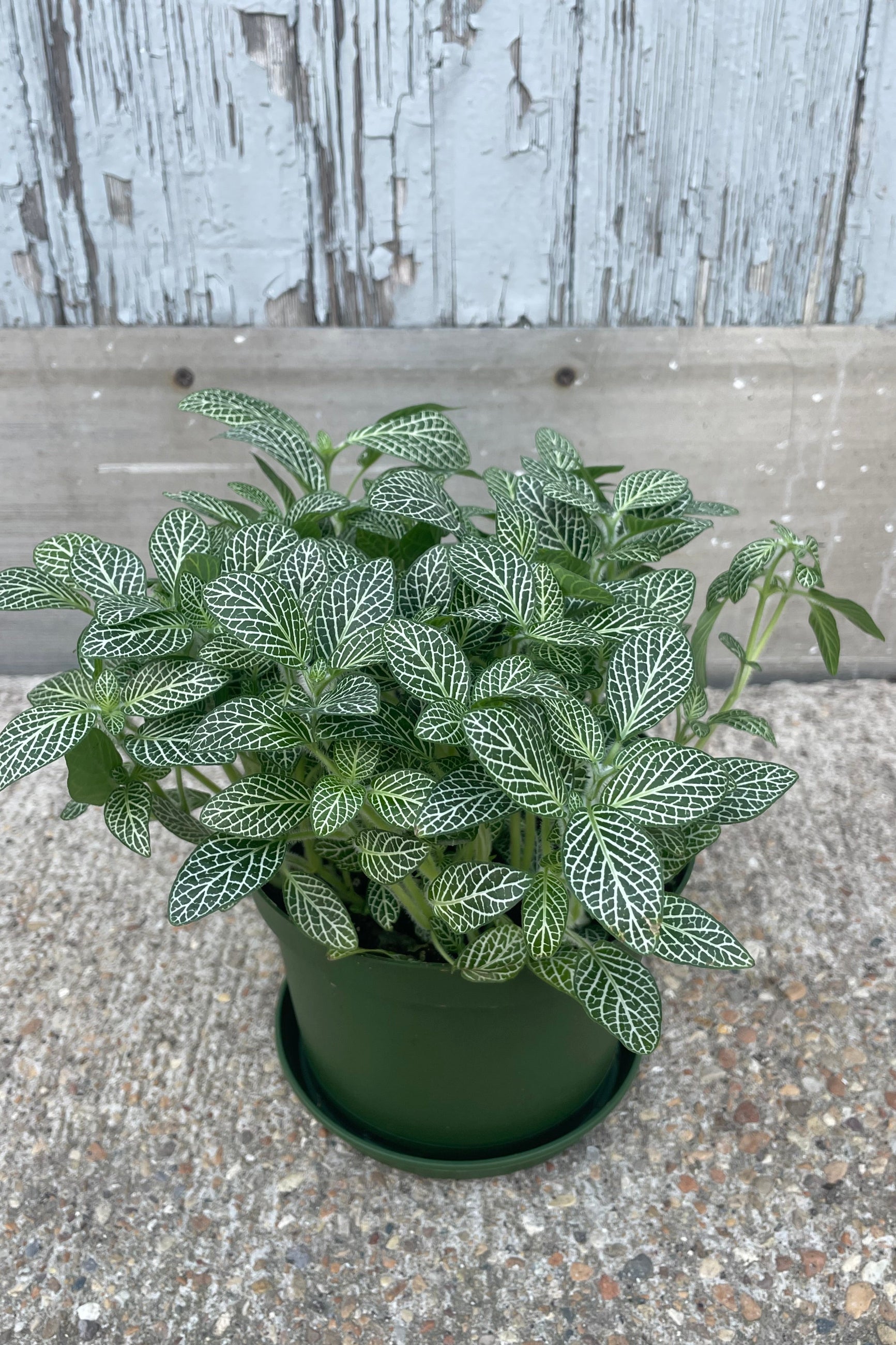 Photo of a bushy plant in a green pot in front of a gray wall. The plant has green leaves with bright white veins. It is a Fittonia or nerve plant ©Sprout Home