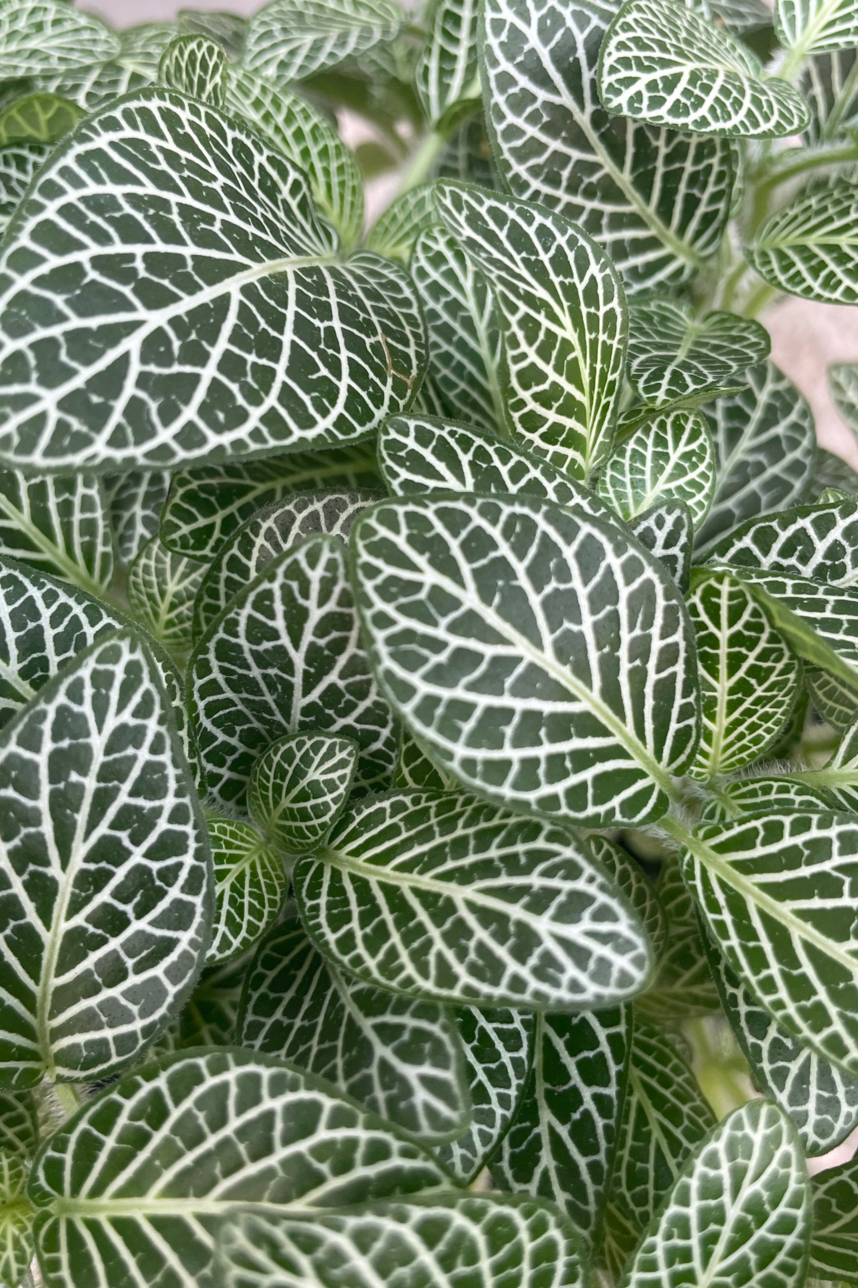 Close photo of dense green leaves with many white veins. Fittonia or Mosaic Plant. ©Sprout Home