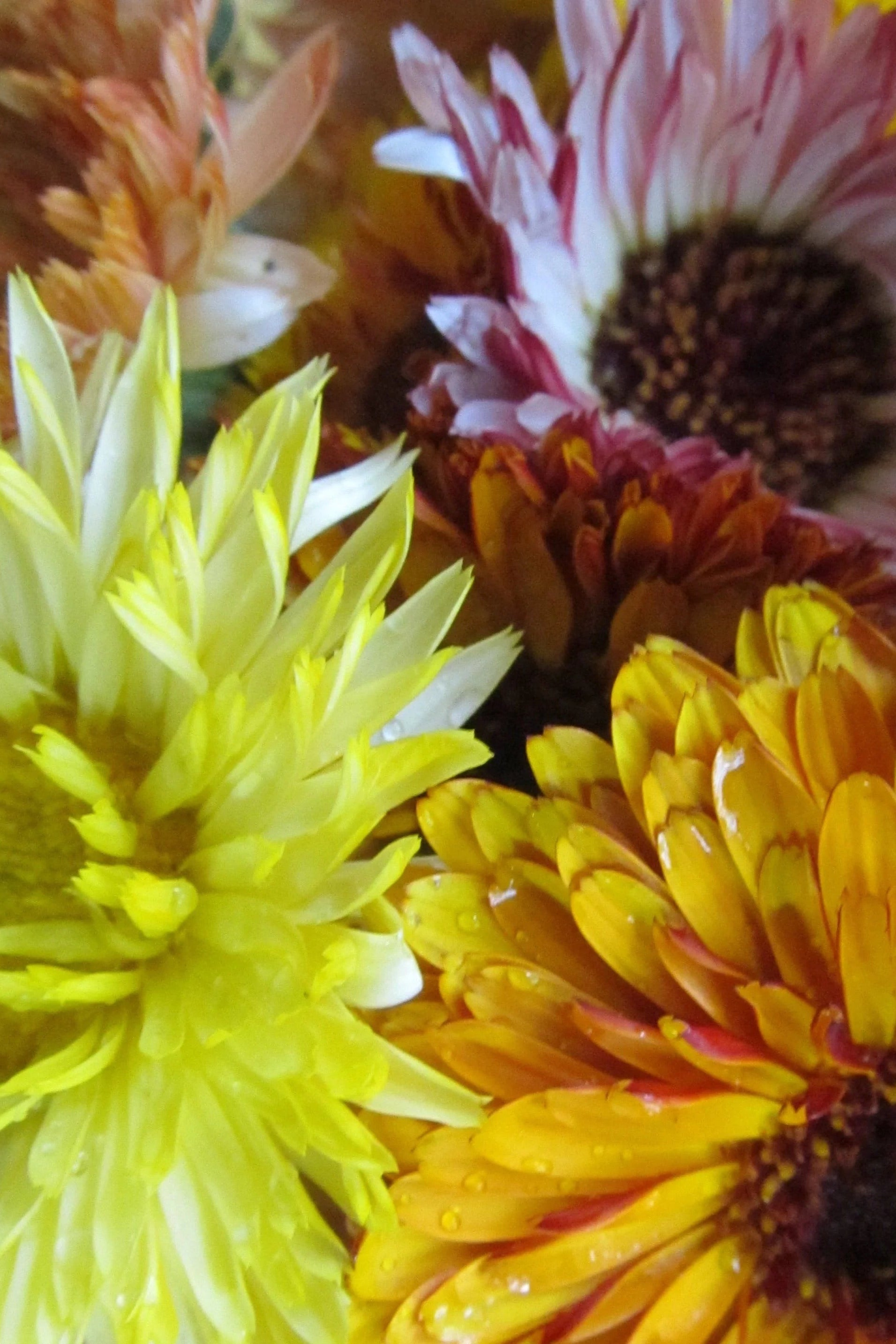Flashback Calendula Mix with a focus on yellow and pink hues. ©Hudson Valley Seed Co.
