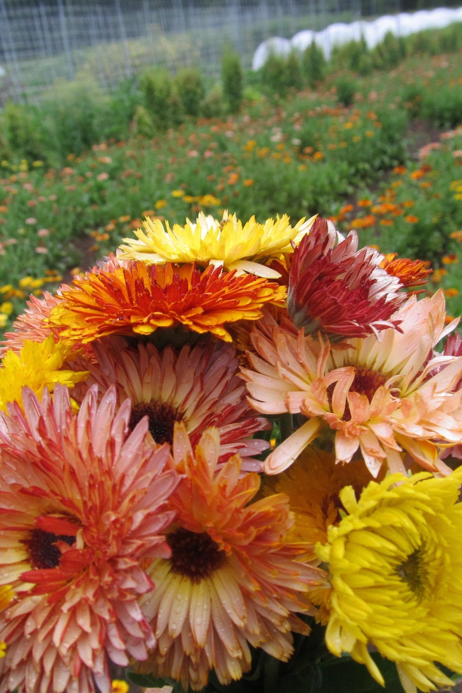 Bouquet of Flashback Calendula with a garden in the background ©Hudson Valley Seed co.