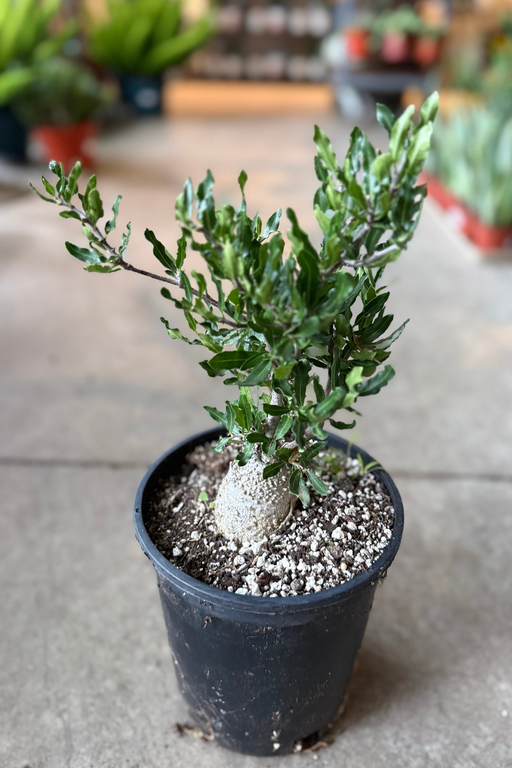 Potted Fockea crispa in a #1 growers pot on a concrete surface with blurred background ©Sprout Home