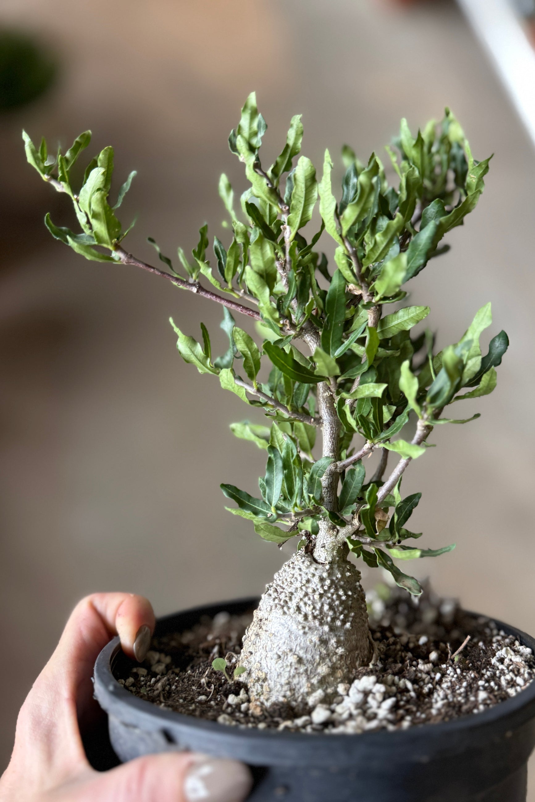 Potted Fockea crispa plant in a 6" growers pot held by a hand with a blurred background ©Sprout Home