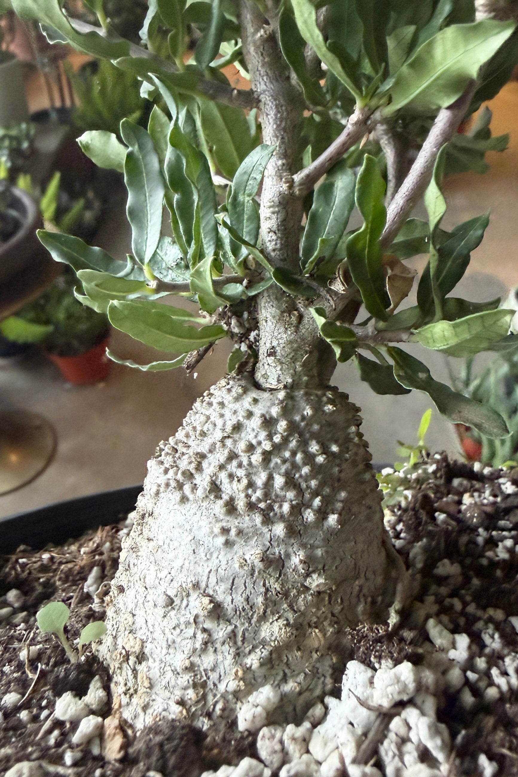 Fockea crispa tree with textured btrunk and green leaves on a blurred indoor background ©Sprout Home