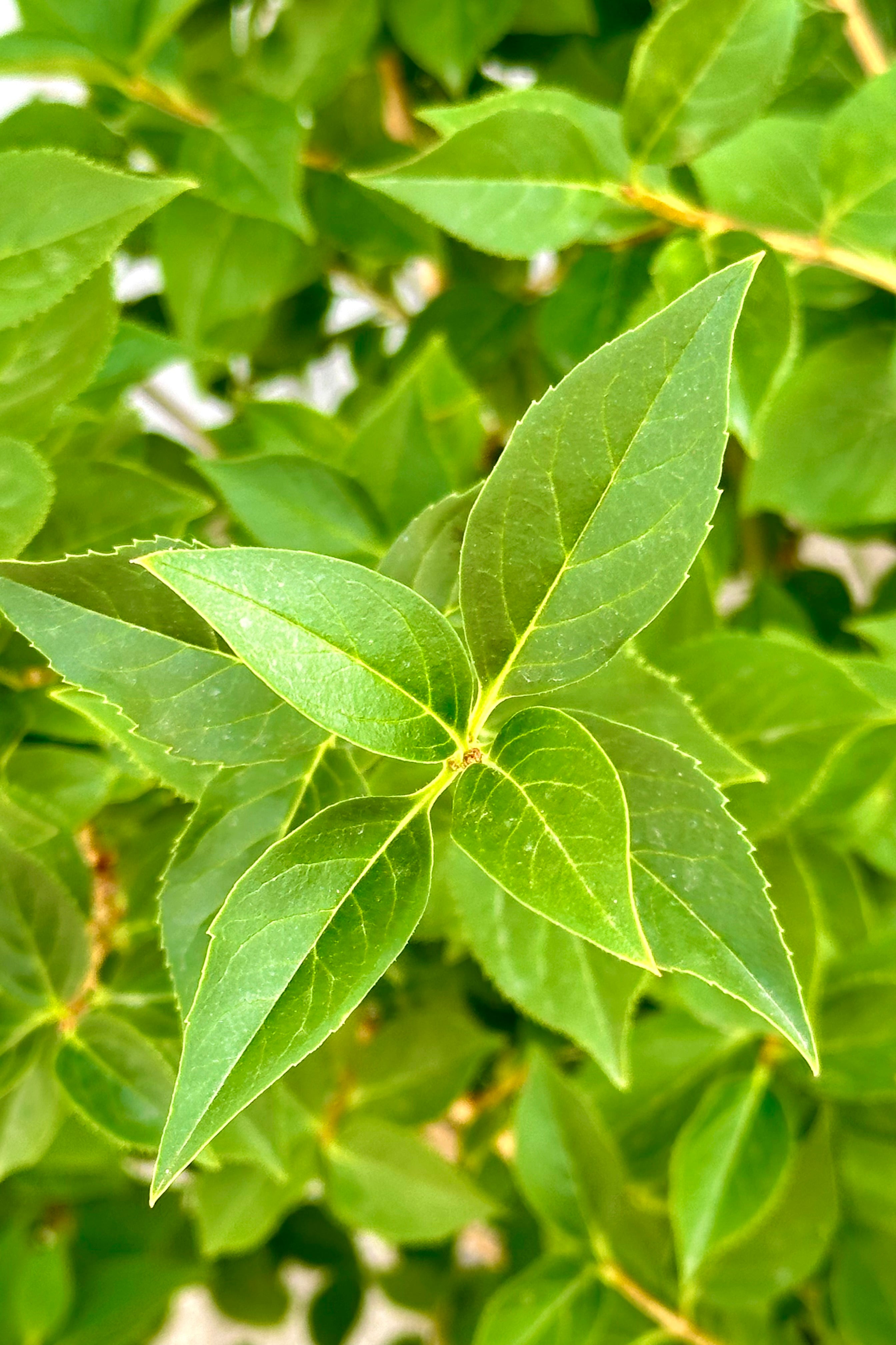 Detail of the green leaves of the Forsythia 'Northern Gold' shrub mid June