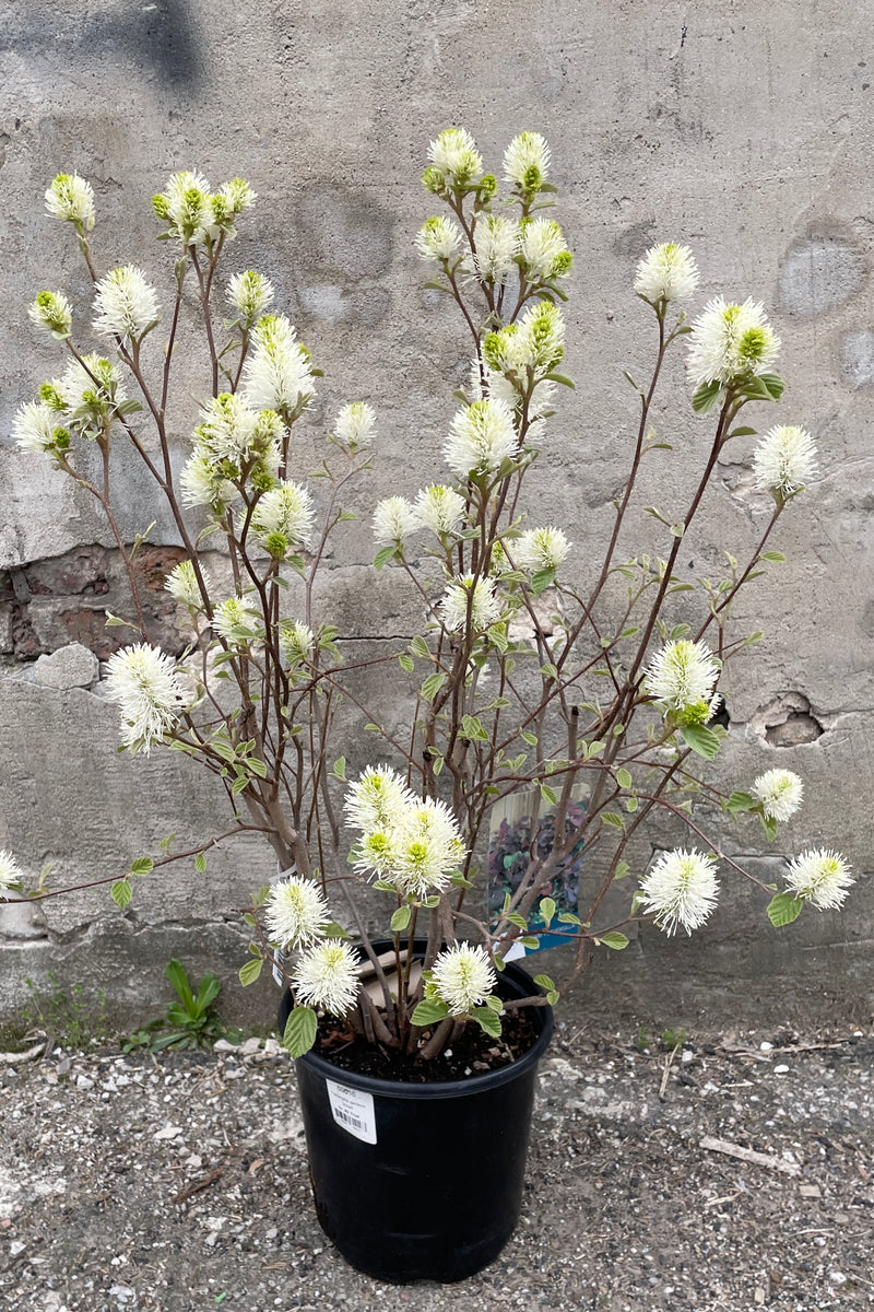 Fothergilla gardenii in a #2 growers pot the middle of April with its white flower tufts before the foliage comes out. 