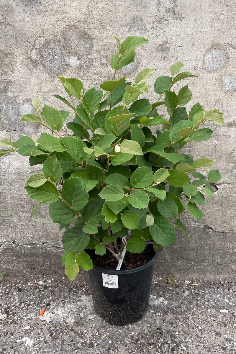 Fothergilla gardenii in a #2 growers pot the middle of June robust with green leaves. 