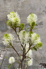 Detail of the April white flower tufts of the Fothergilla gardenii against a concrete wall at Sprout Home.