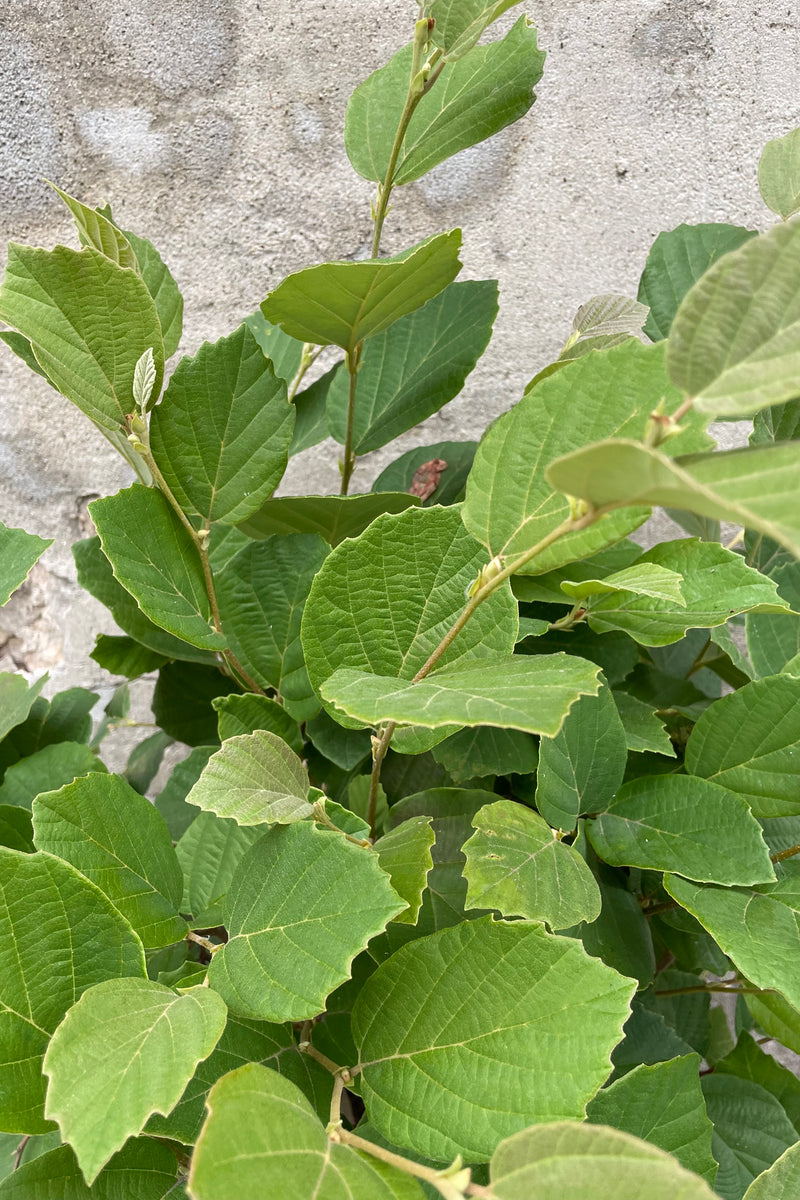 The green leaves of the Fothergilla gardenii in the middle of June