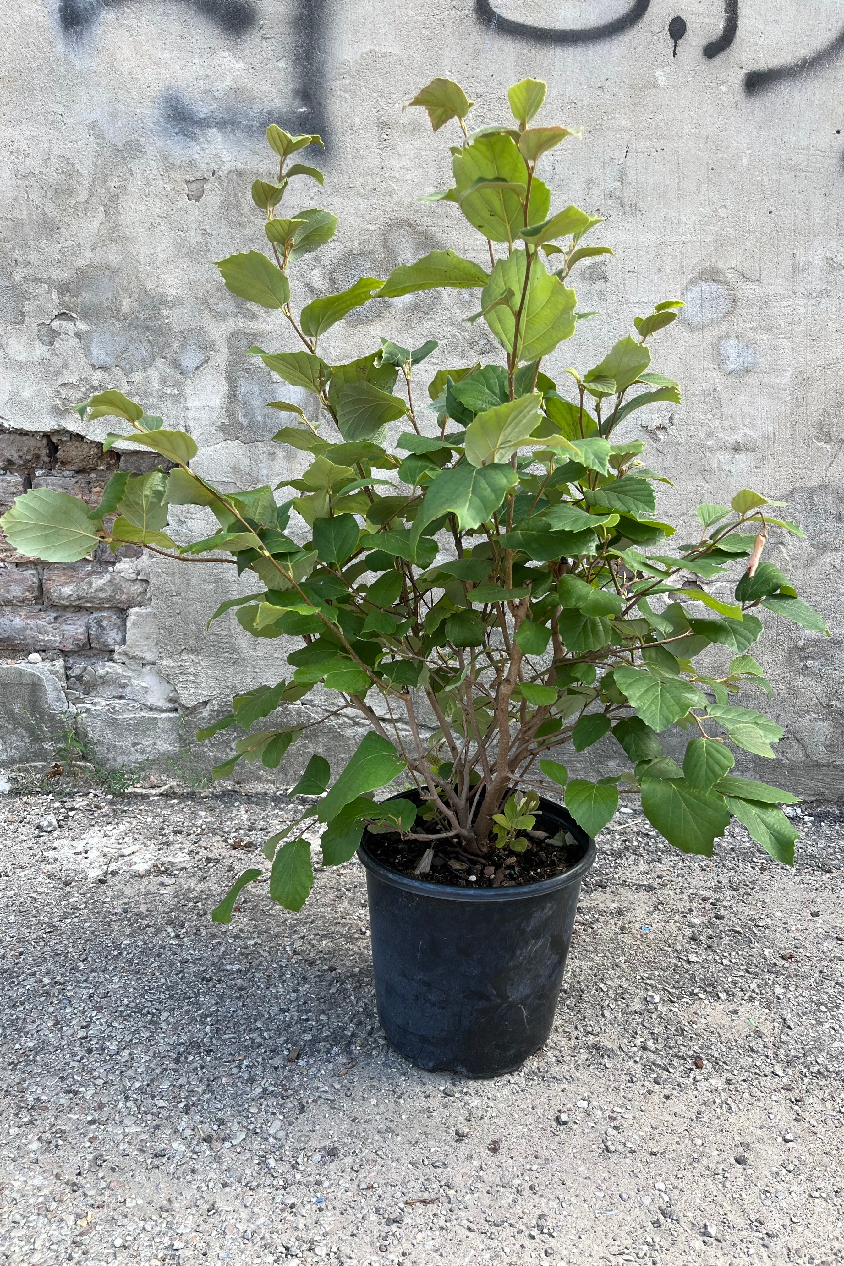 Fothergilla 'Mount Airy' in the summer with its green leaves against a concrete wall. 