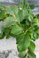 Detail picture of the green leathery leaves of the Fothergilla 'Mount Airy' during the summer.