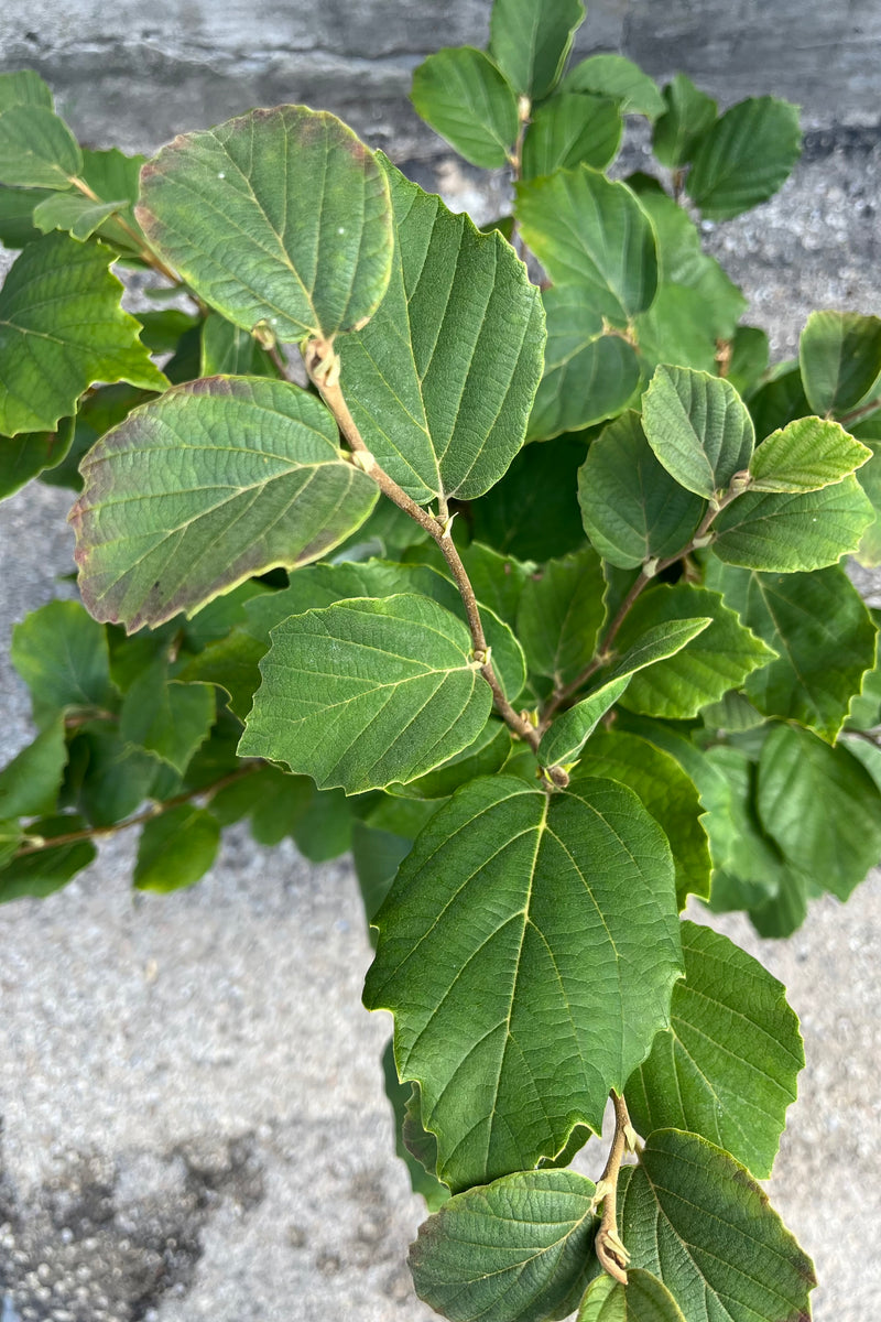 Detail picture of the green leathery leaves of the Fothergilla 'Mount Airy' during the summer.