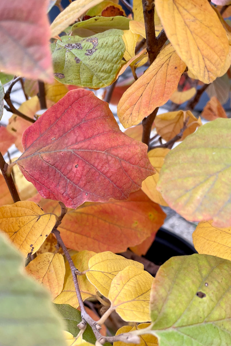 detail of the fall orange to red leaves of the Fothergilla 'Mount Airy' the end of October in the Sprout Home yard prior to leaf drop.