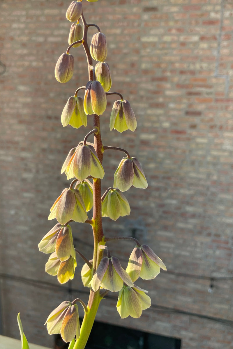 Fritillaria persica blooming the very beginning of May starting in a subdued cream and purple color before deepening to a dark purple.