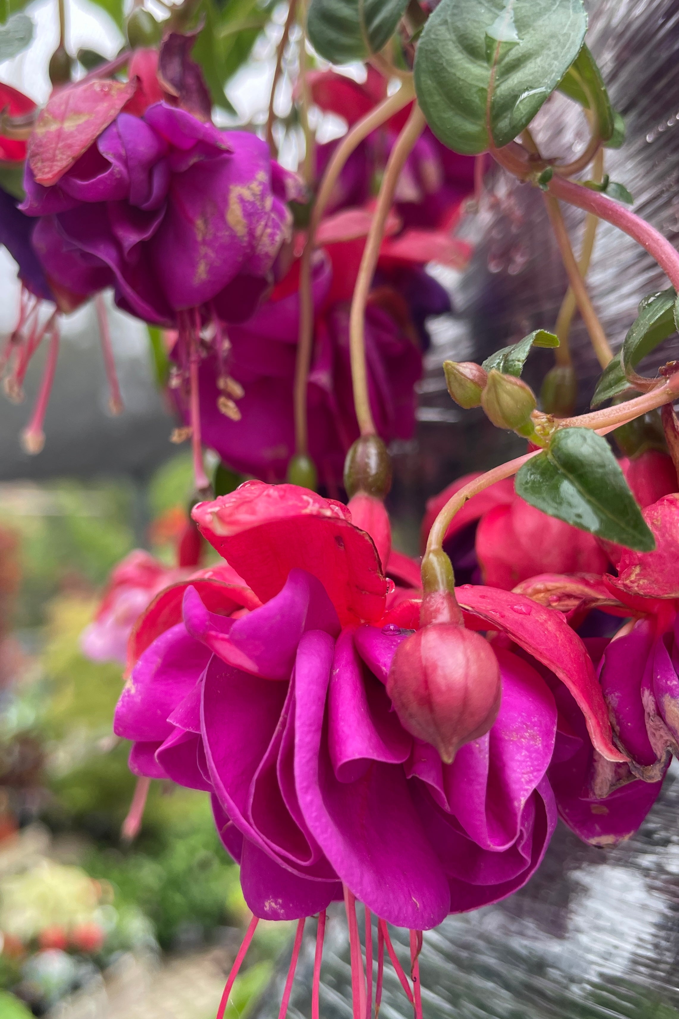 A purple and hot pink flowering Fuchsia in the sprout home yard mid May up close. 