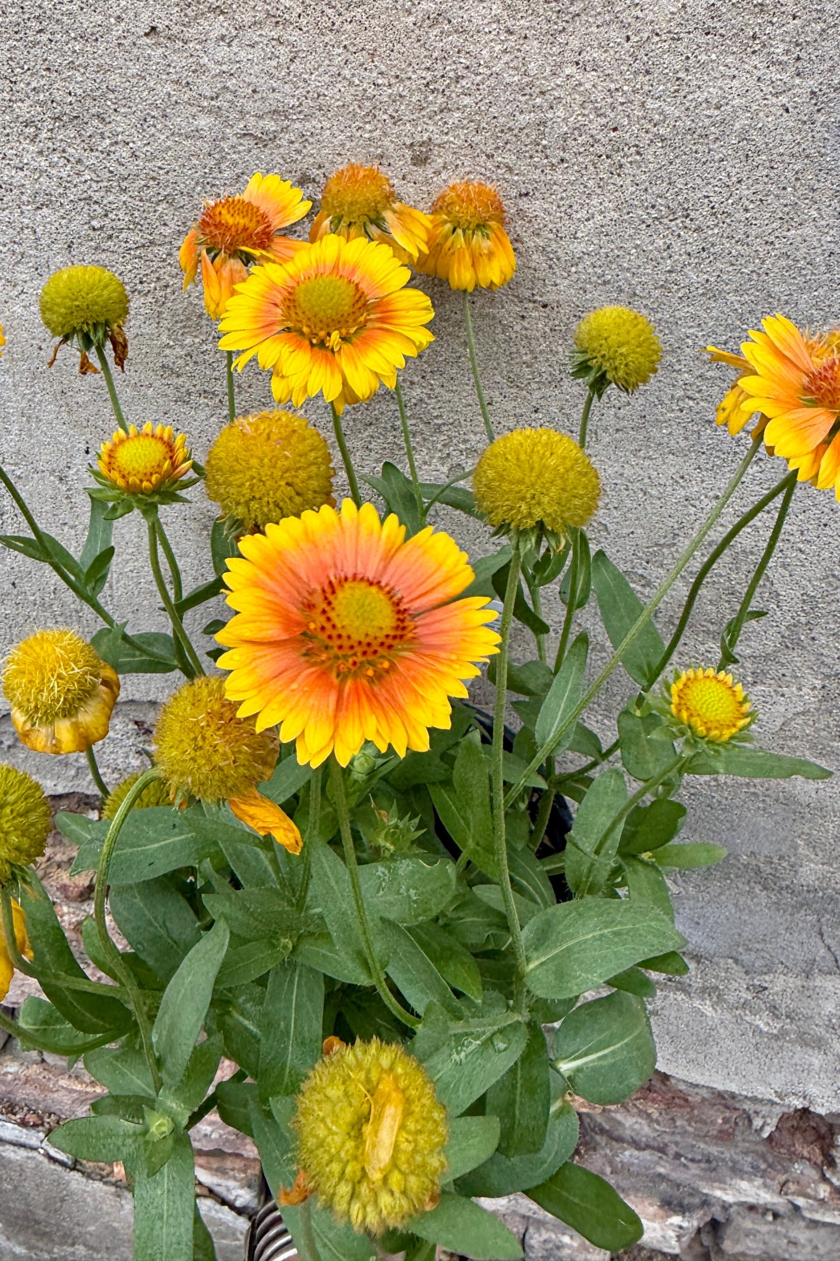 Gaillardia 'Arizona Apricot' in bloom and up close the beginning of July against a concrete wall ©Sprout Home