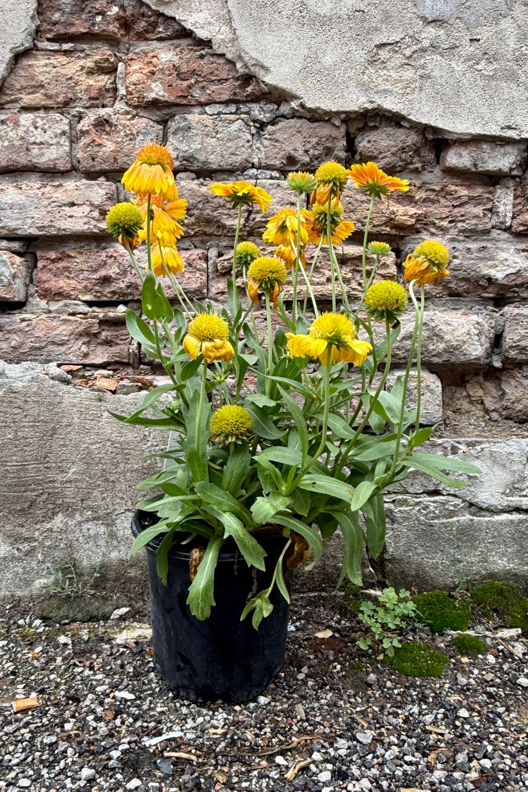 Gaillardia 'Arizona Apricot' in a #1 growers pot the beginning of July in bloom against a brick wall ©Sprout Home