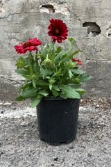 Gaillardia 'Mesa Red' in a #1 grower's pot in June with its deep red open flowers above green foliage.