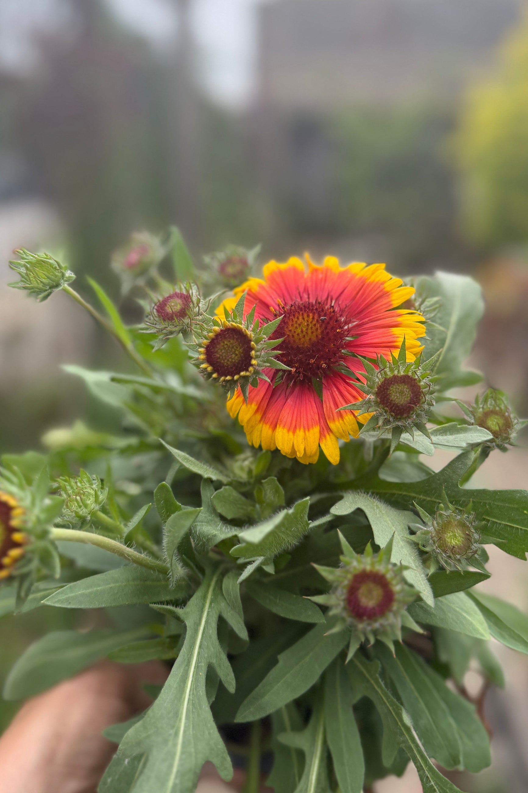 Gaillardia 'Arizona Sun' mid June in bud and just starting to bloom ©Sprout Home