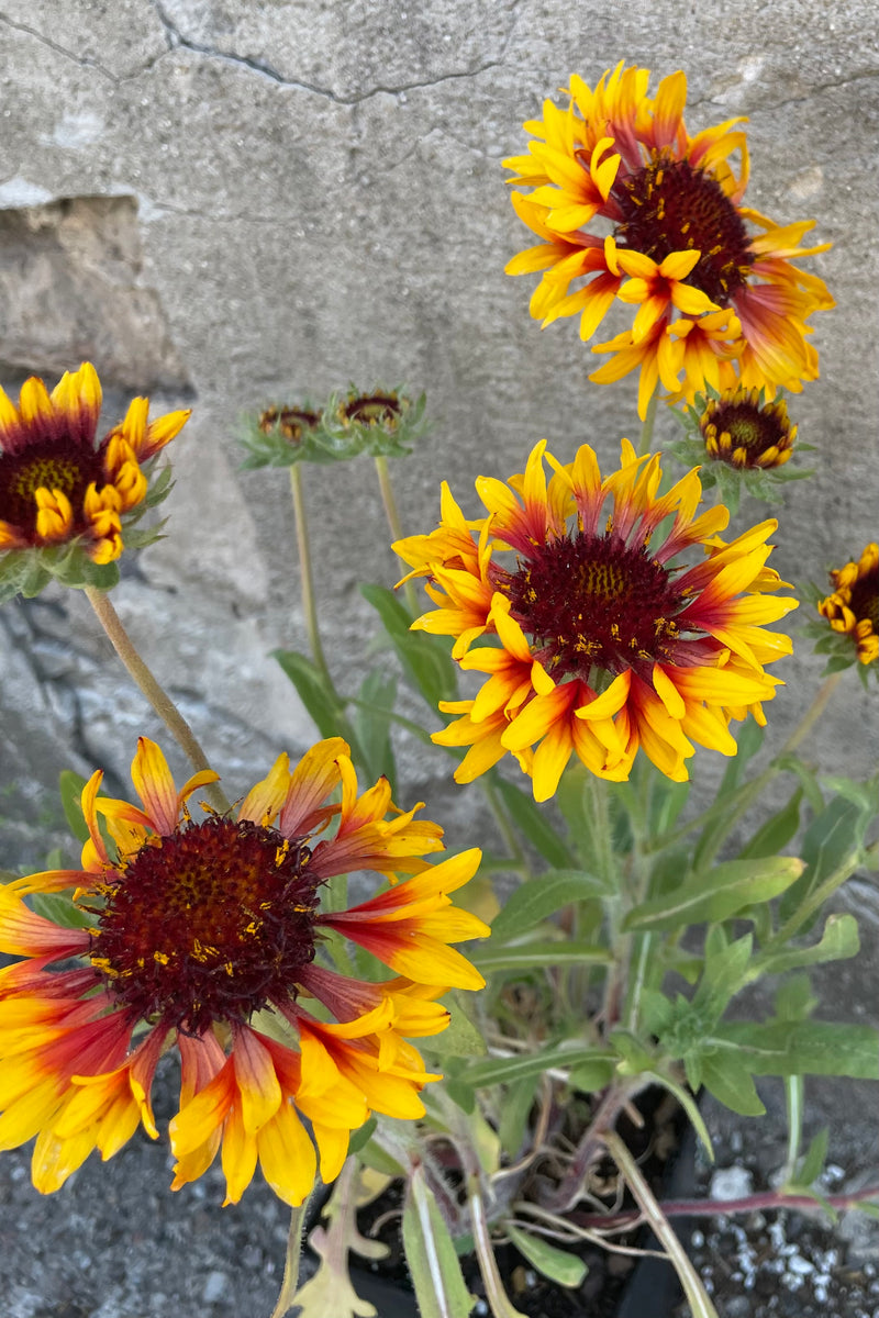 Gaillardia 'Goblin' with open blooms of orange to rust red and some buds the end of May in front of a concrete wall. 