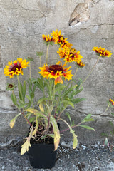 Gaillardia 'Goblin' in a 1qt size in full bloom the end of May withe its red and yellow daisy like flowers. 