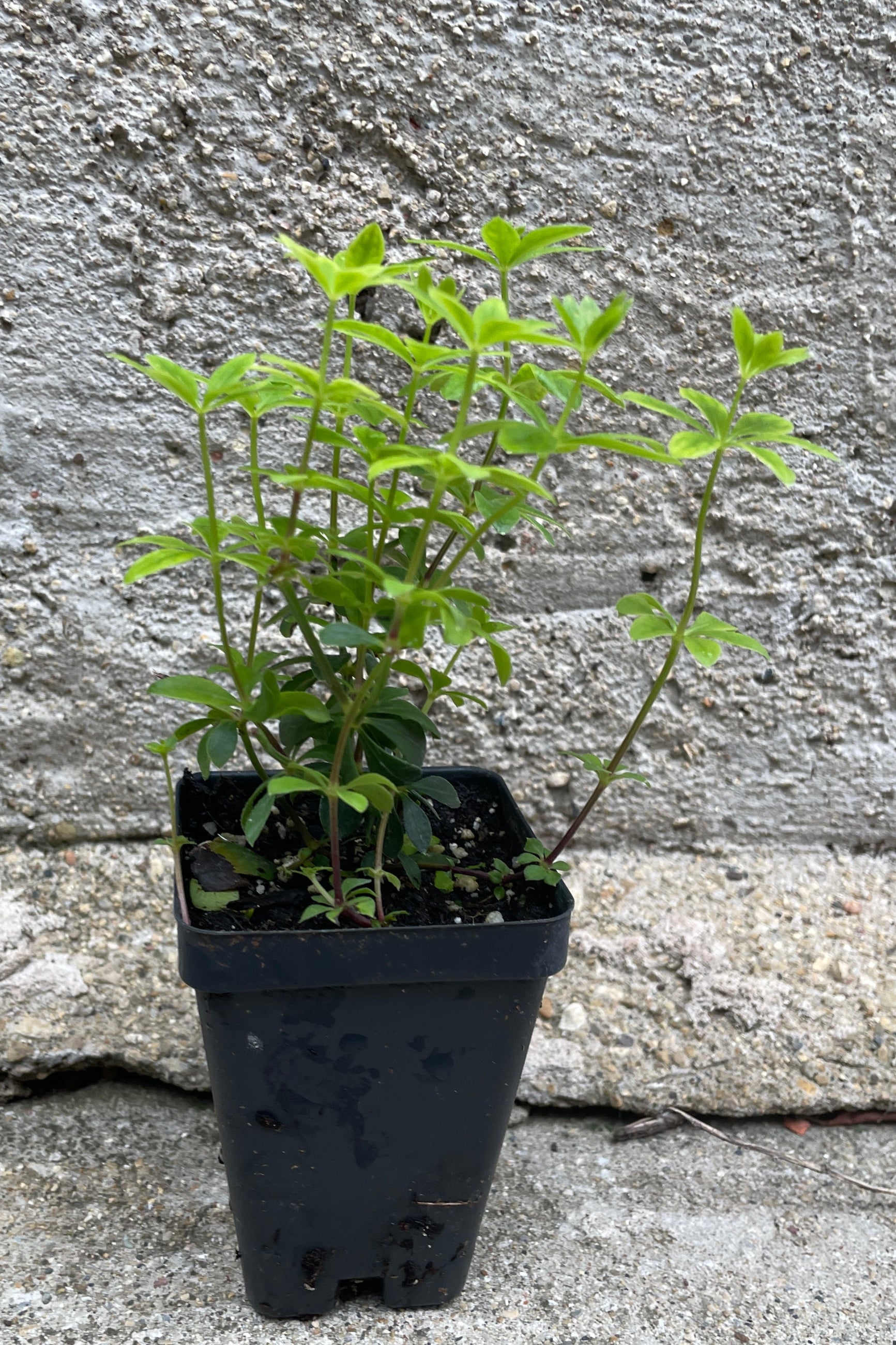 Galium odoratum mid June in a 2.5" growers pot mid June with its green leaves.  ©Sprout Home