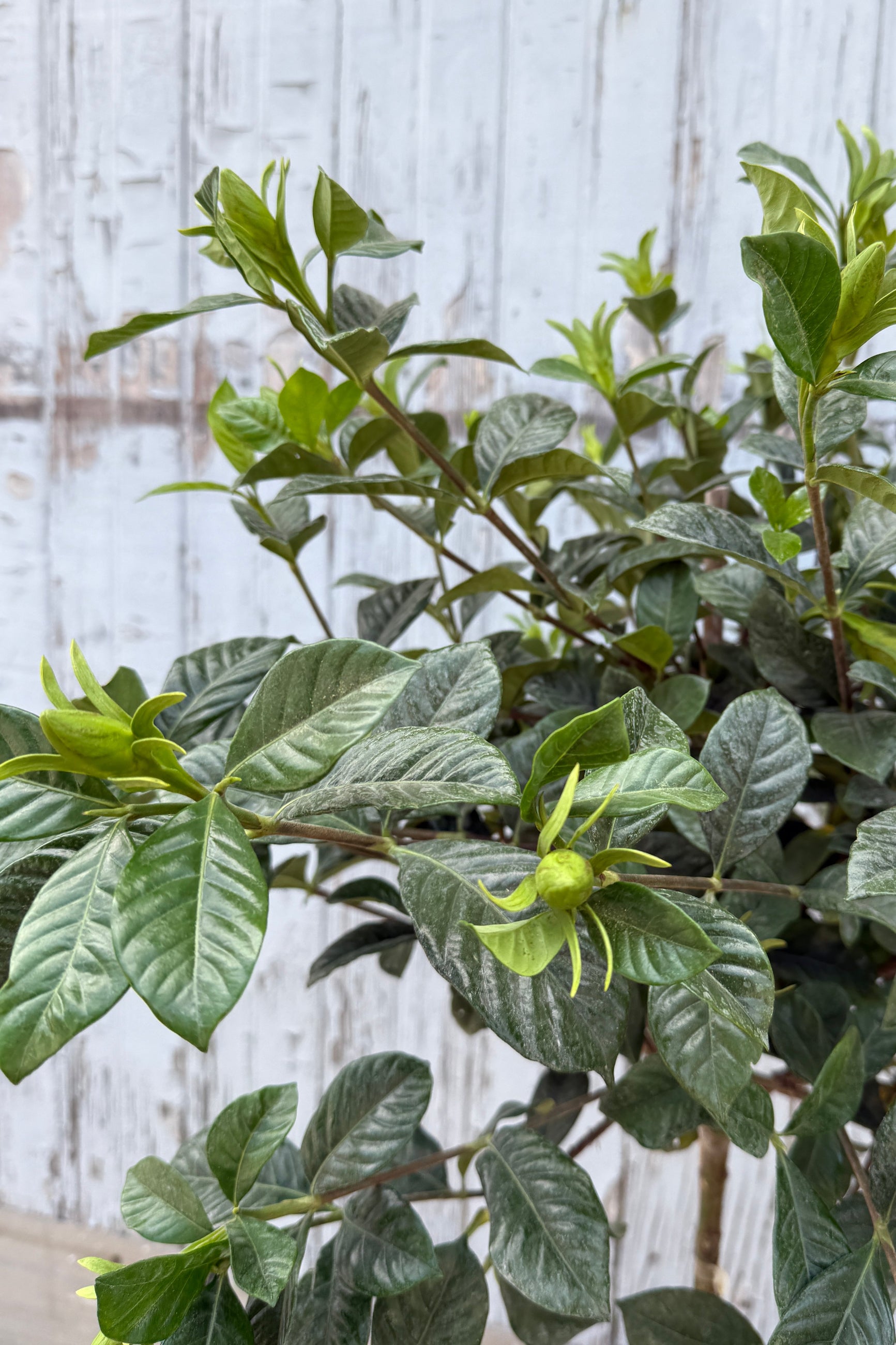 A Gardenia plant with glossy green leaves and a cluster of white flowers, set against a wooden backdrop. ©Sprout Home 