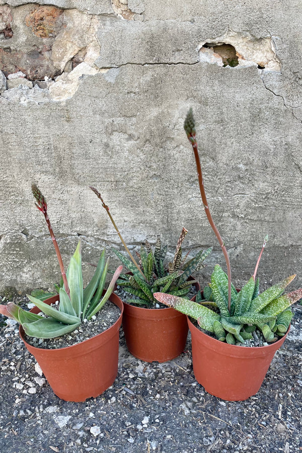 Photo of three Gasteria succulents in orange pots against a cement wall. Gasteria leaves are long, narrow and textured with mottled green color. Each plant is growing spikes of flowers.