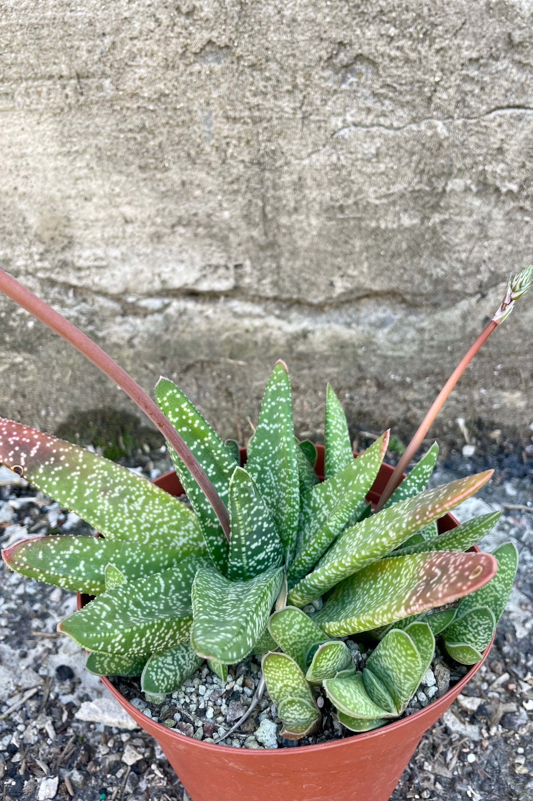 Gasteria 6