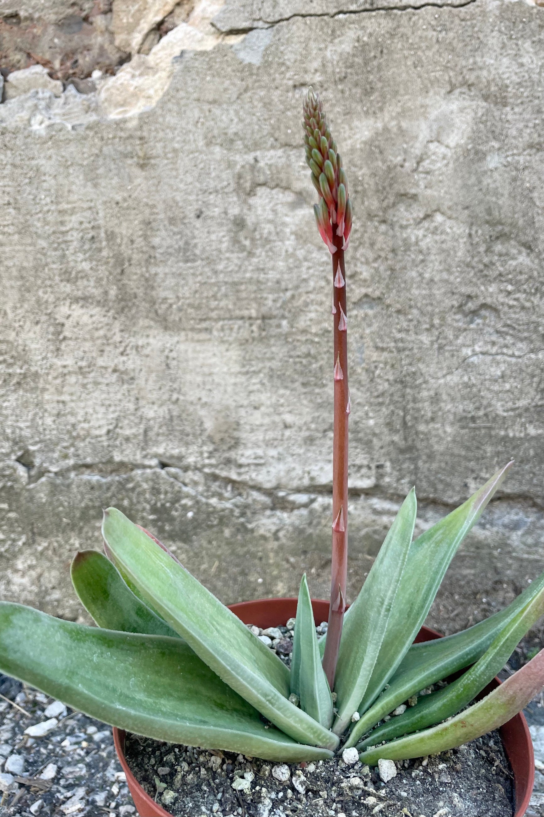 Photo of Gasteria against a cement wall. Gasteria leaves are long, narrow and mottled with shades of green. ©Sprout Home