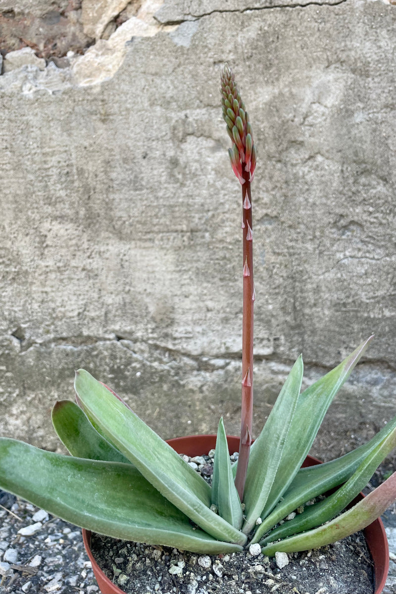 Photo of Gasteria against a cement wall. Gasteria leaves are long, narrow and mottled with shades of green.