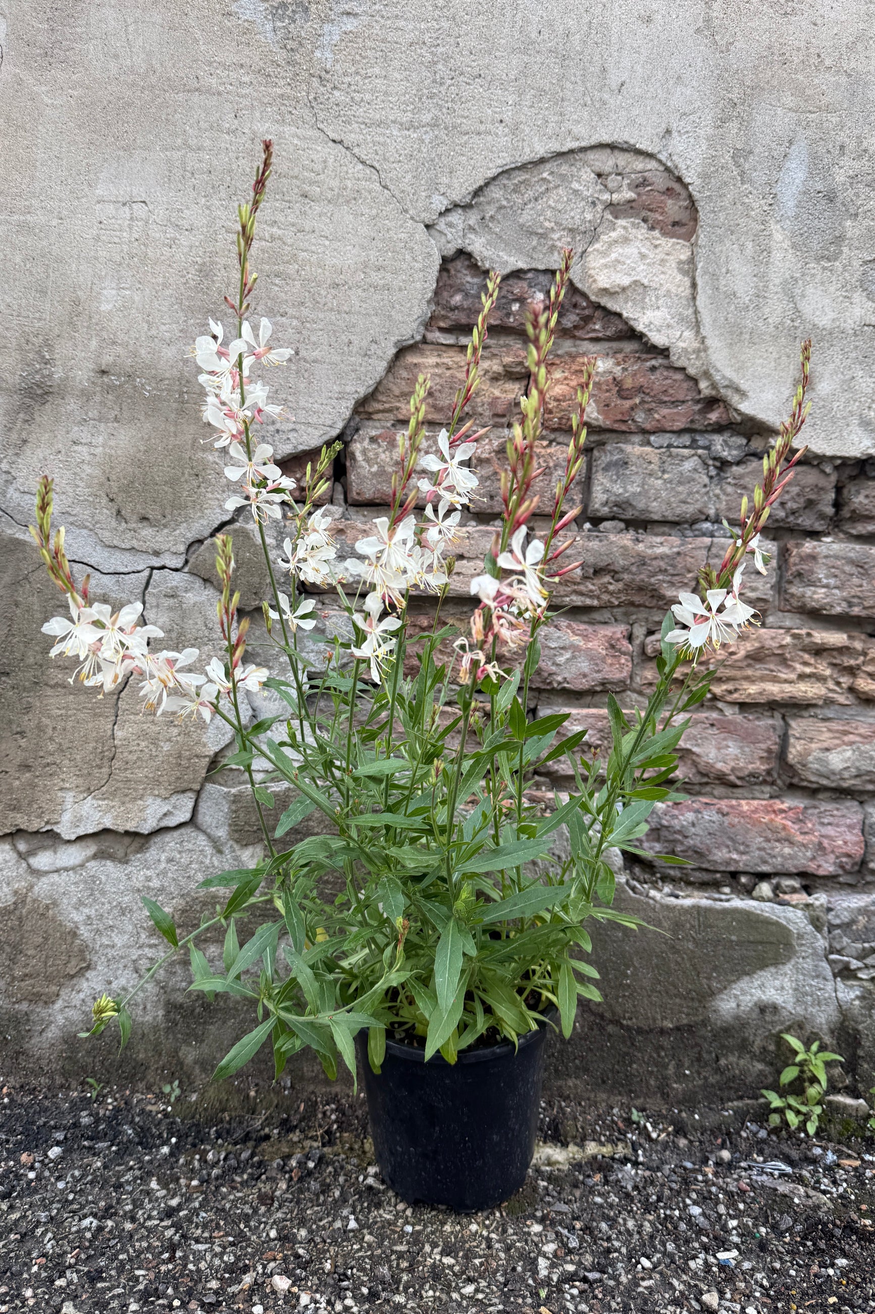 Gaura l. 'Bantam White' in a #1 growers pot against a wall the end of May bloomin ©Sprout Home