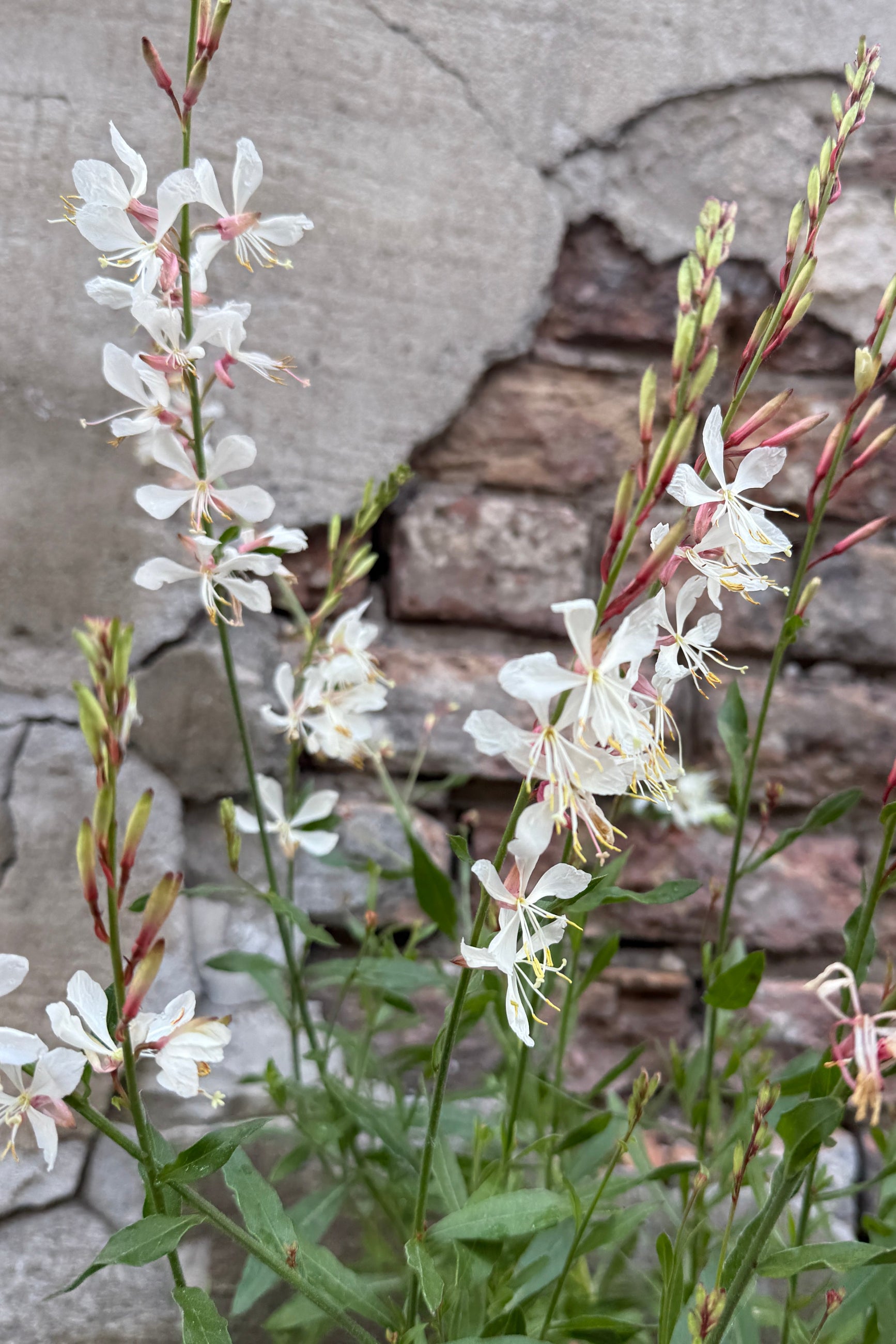 White flowers with green leaves of the Gaura l. 'Bantam White' the end of May against a textured stone wall. ©Sprout Home