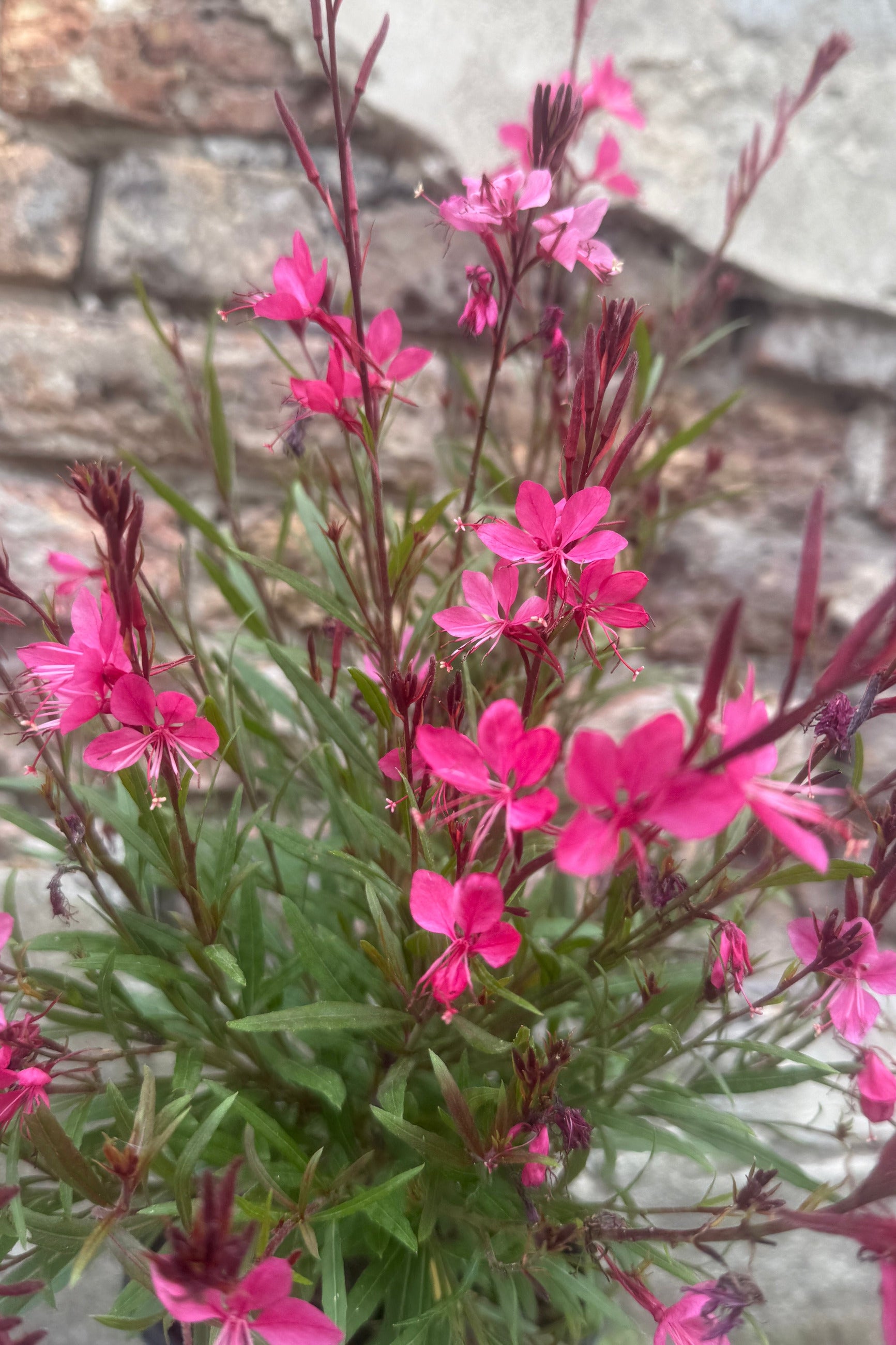 Gaura l. 'Belleza Dark Pink' pink ornamental flowers with green leaves growing outdoors against a stone wall background the end of July ©Sprout Home