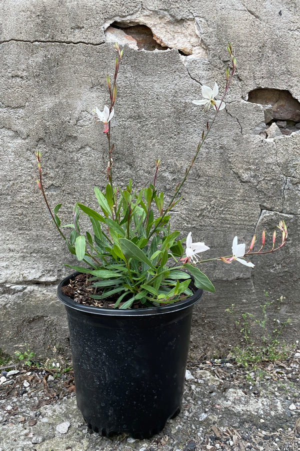 Gaura 'Whirling Butterflies' in a #1 growers pot with white flowers popping up above the foliage the end of May