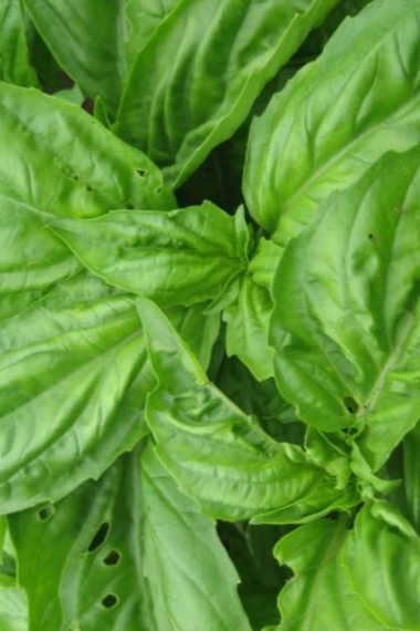 Genovese Basil leaves up close on the plant by Hudson Valley Seed Company.