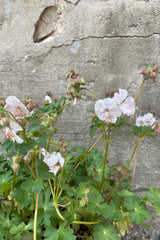 Geranium 'Biokovo' in full bloom mid May with a light pink white flower nodding above the foliage.