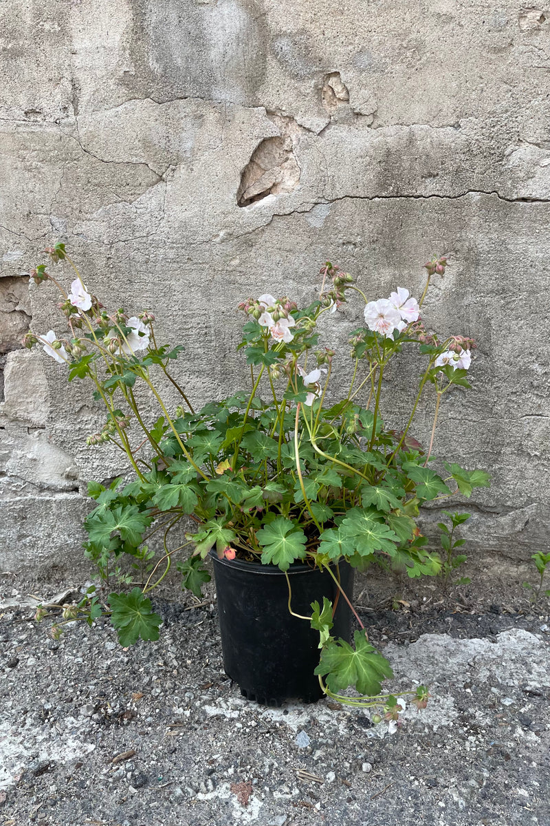 Geranium 'Biokovo' in a #1 growers pot mid May while in bloom showing its light pink white flowers nodding above the green foliage
