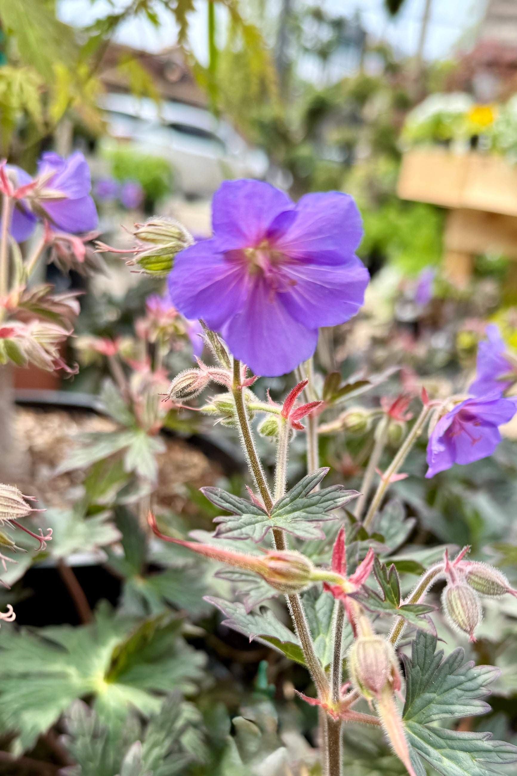 Geranium 'Boom Chocolatta' blooming up close the beginning of May ©Sprout Home