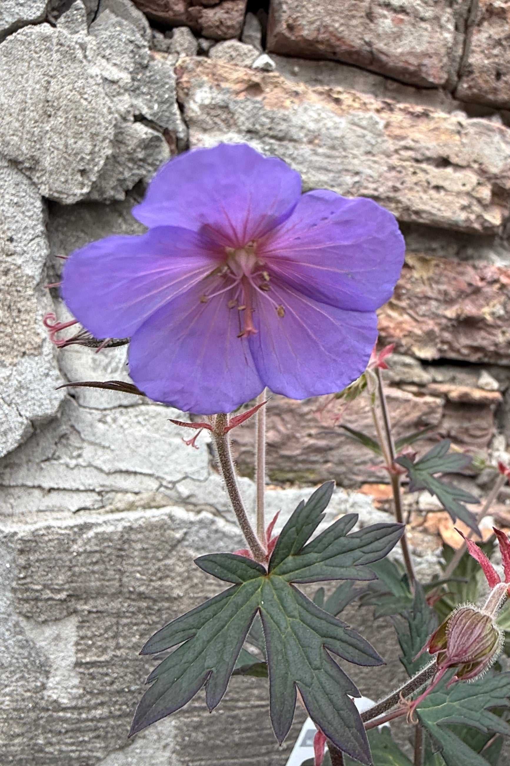 Geranium 'Boom Chocolatta' Purple flower with green leaves the end of April against a stone wall background ©Sprout Home