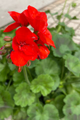 Geranium 'Dynamo Orange' in bloom mid May with vivid red orange blooms at Sprout Home.